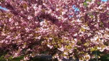 Sabah güneşinde çiçek açan pembe sakura. Yetmiş yıllık ağaçlar.