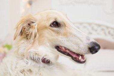 Yatağın arka planında bej ve beyaz Rus tazısı profili olan bir ağızlık portresi.