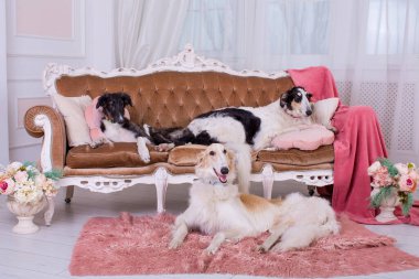 İki yetişkin Rus tazısı ve bir köpek yavrusu içeride yatıyor. İkisi kanepede, biri halıda.