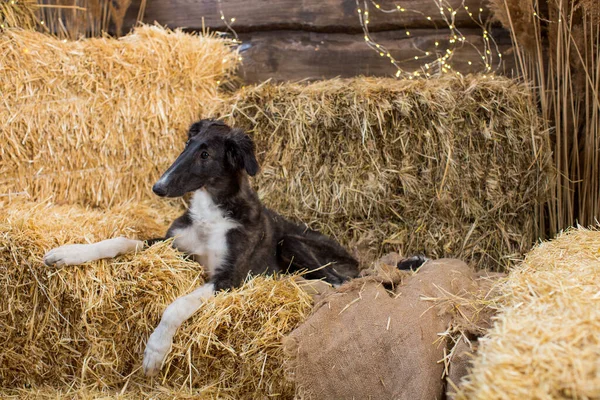 Portret Van Een Russische Windhond Pup Liggend Een Strobaal Een — Stockfoto