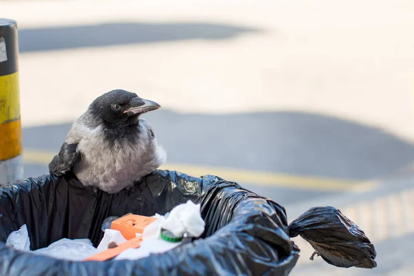 Urban Hooded Crow Sitzt Auf Einem Mülleimer — Stockfoto
