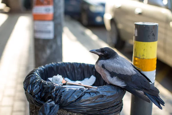 Urban Hooded Crow Sitzt Auf Einem Mülleimer — Stockfoto