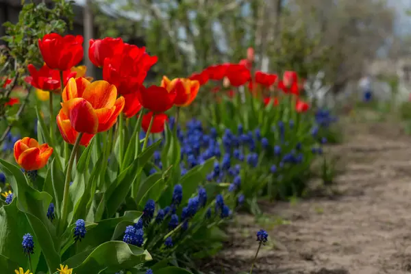 Czerwone Tulipany Niebieskie Muscari Rosną Wzdłuż Ścieżki Ogrodzie — Zdjęcie stockowe