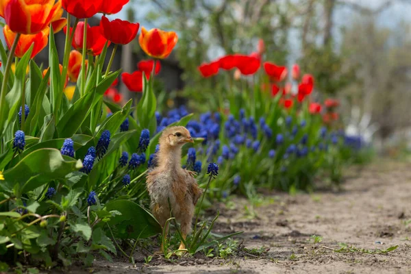 Kurczak Stoi Ogrodzie Wśród Wielu Pierwiosnek Marsh Marigolds Czerwonych Tulipanów — Zdjęcie stockowe