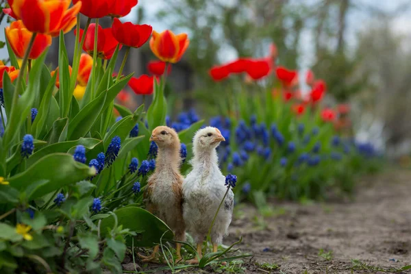 Dos Pollos Están Jardín Entre Muchas Prímulas Caléndula Pantano Tulipanes —  Fotos de Stock