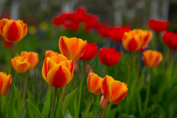 Kwitnące Piękne Żółto Czerwone Tulipany Ogrodzie — Zdjęcie stockowe