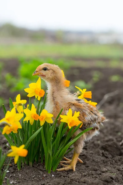 A cute chicken stands in blooming bright yellow daffodils