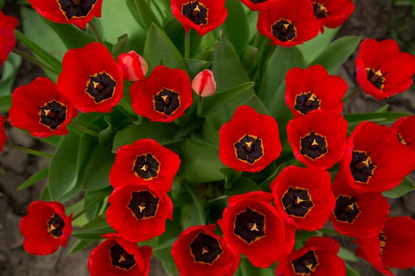 Ogromny Bukiet Tulipanów Kwitnące Czerwone Tulipany Ogrodzie Widok Góry — Zdjęcie stockowe