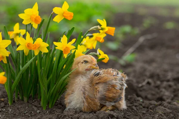 开花结果的淡黄色水仙花中 可爱的小鸡在打盹 — 图库照片