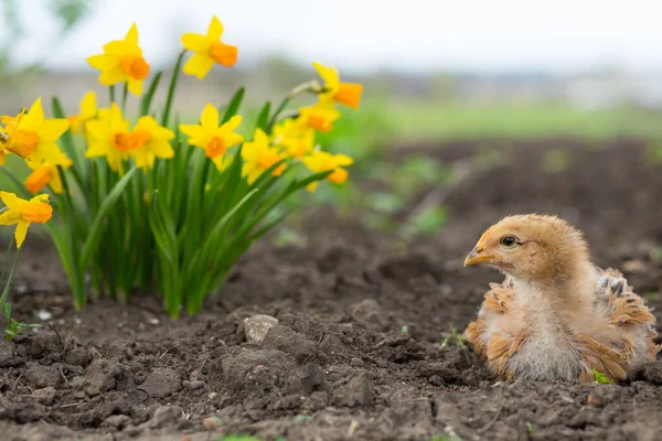 Cute Chicken Sits Ground Garden Background Blooming Bright Yellow Daffodils — Stock Photo, Image