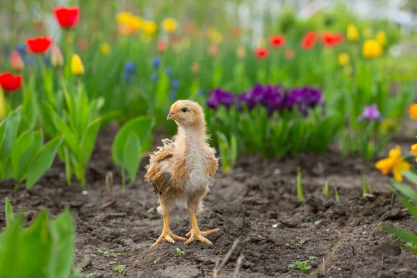 Joli Poulet Dresse Sur Sol Dans Jardin Sur Fond Tulipes — Photo