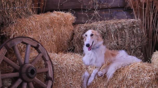 Blanco Beige Galgo Ruso Acostado Sobre Fardos Paja Sobre Fondo — Vídeos de Stock