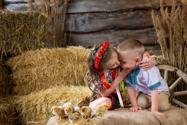 Niño Una Niña Sientan Fardos Paja Con Gallinas Besan Feliz — Foto de Stock