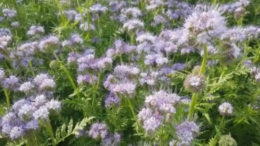 Arılar çiçek açan mor safhalardan nektar toplarlar.