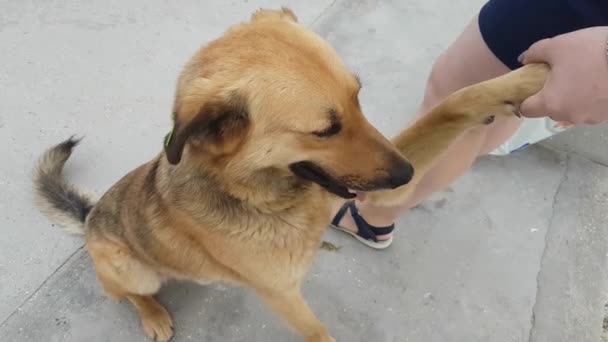 Chica Sostiene Perro Mestizo Por Pata Segunda Chica Acaricia Perro — Vídeos de Stock