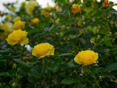 Bir sürü çiçek ve tomurcukla güzel açan sarı bir gül.