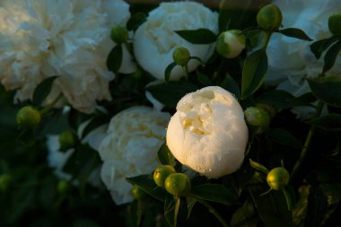 Şatafatlı beyaz şakayık çalılar güneş ışığında yağmurdan sonra
