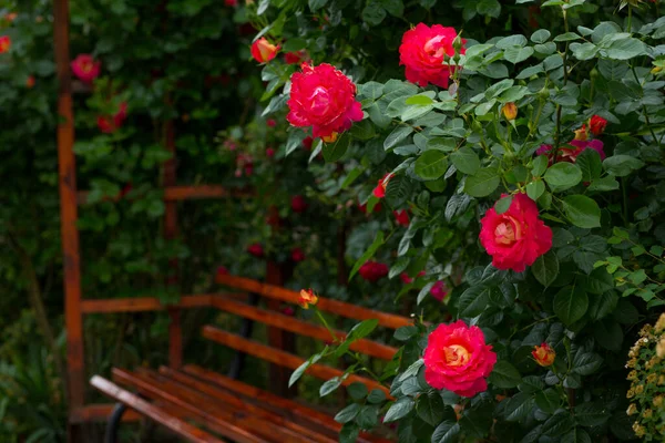 Increíblemente Hermosa Rosa Delicada Florecimiento Amarillo Rojo Fondo Banco Madera — Foto de Stock