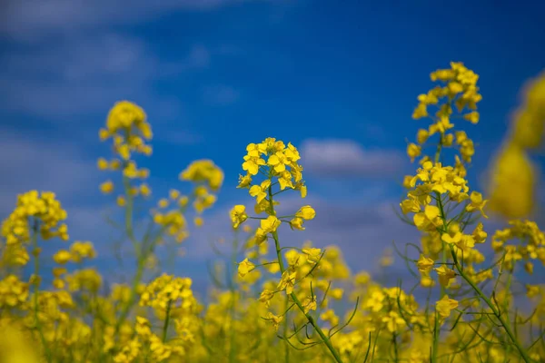 雲と青空に対してウクライナの菜の花畑を開花 — ストック写真