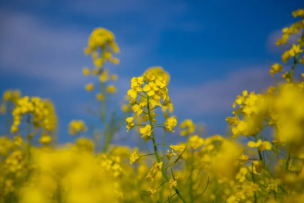 雲と青空に対してウクライナの菜の花畑を開花 — ストック写真