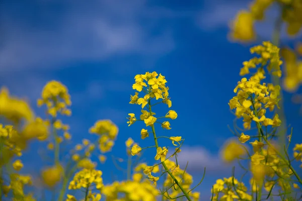 Blooming Rapeseed Field Ukraine Blue Sky Clouds — Stock Photo, Image