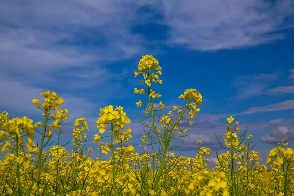 Blooming Rapeseed Field Ukraine Blue Sky Clouds — Stock Photo, Image
