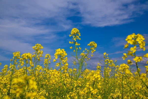 Blommande Rapsfrö Fält Ukraina Mot Den Blå Himlen Med Moln — Stockfoto