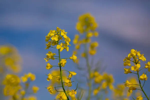 Blooming Rapeseed Field Pink Blue Sky Sunset — Stock Photo, Image
