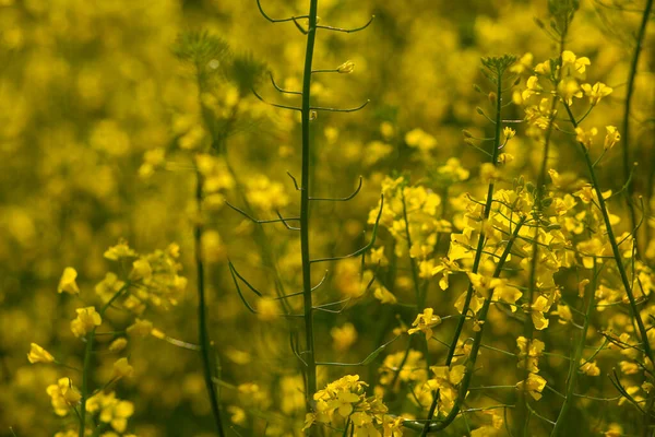 Blommande Rapsfrö Fält Ukraina Mot Den Blå Himlen Med Moln — Stockfoto