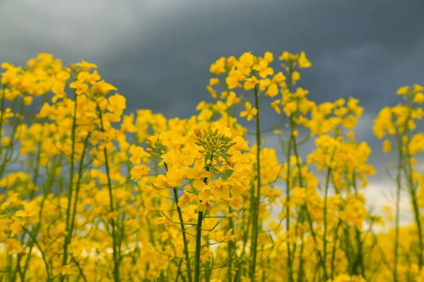 Kvetoucí Řepkové Pole Pozadí Černých Bouřkových Mraků Při Západu Slunce — Stock fotografie