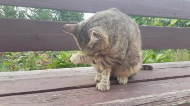 An adult gray tabby cat sits on a wooden bench in the garden and is thoroughly washed after a meal