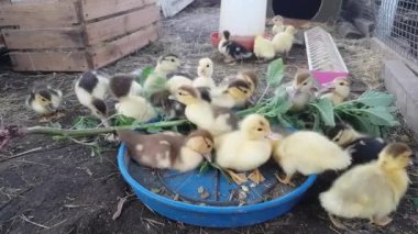 Muscovy ducklings eat freshly plucked green amaranth with great pleasure on the farm
