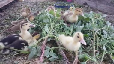 Muscovy ducklings eat freshly plucked green amaranth with great pleasure on the farm