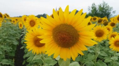 Çiçek açan ayçiçeği tarlası akşam bulutlu gökyüzünün arka planında