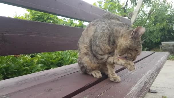 Dorosły Szary Kot Siedzący Drewnianej Ławce Ogrodzie Jest Dokładnie Myty — Wideo stockowe