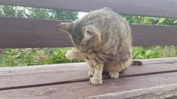 Adult Gray Tabby Cat Sits Wooden Bench Garden Thoroughly Washed — Video