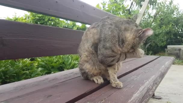 Adult Gray Tabby Cat Sits Wooden Bench Garden Thoroughly Washed — Video