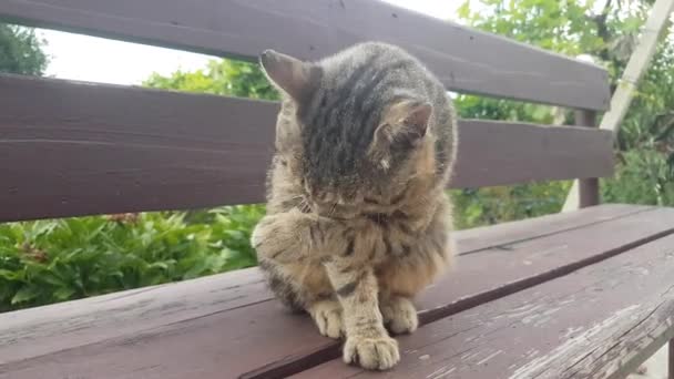 Adult Gray Tabby Cat Sits Wooden Bench Garden Thoroughly Washed — Video