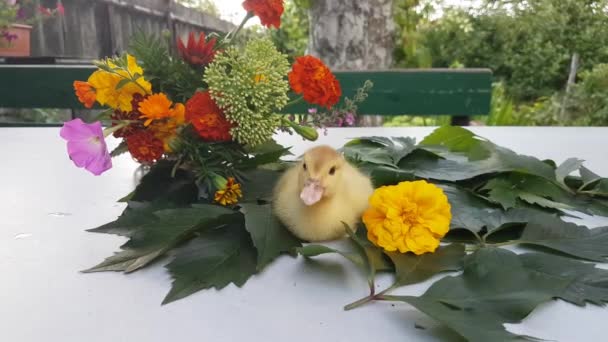 Musk Duckling Sits White Table Leaves Wild Grapes Background Bouquet — Stock Video