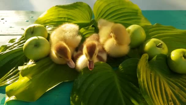 Drei Moschusentchen Sitzen Auf Dem Tisch Auf Einem Grünen Tisch — Stockvideo