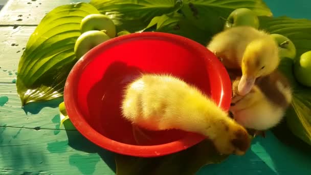 Três Patinhos Almiscarados Tomam Banho Uma Bacia Vermelha Com Maçãs — Vídeo de Stock