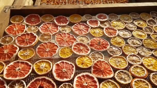 Сушка Лимонів Апельсинів Грейпфрутів Сонячній Сушарці Виробництво Сушених Фруктів — стокове відео