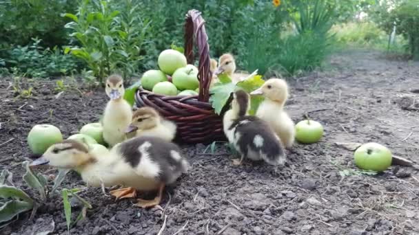 Seven Cute Musk Ducklings Graze Garden Background Basket Full Apples — Stock video