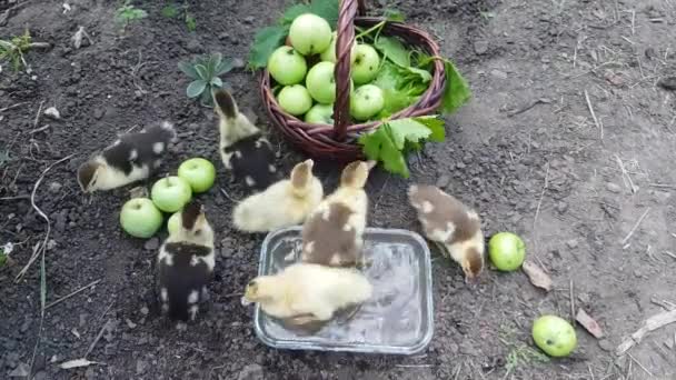 Siete Patitos Almizcleros Pastan Jardín Bañan Recipiente Vidrio Transparente Sobre — Vídeo de stock