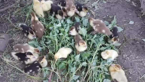 Muscovy Ducklings Eat Freshly Plucked Green Amaranth Great Pleasure Farm — ストック動画