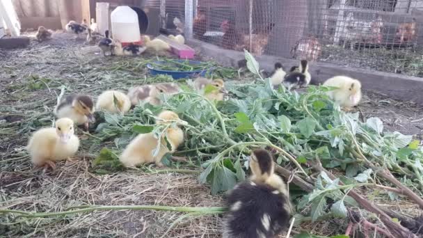 Muscovy Ducklings Eat Freshly Plucked Green Amaranth Great Pleasure Farm — Video Stock