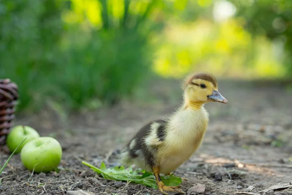 One cute duckling  in the garden against the background of a basket of apples