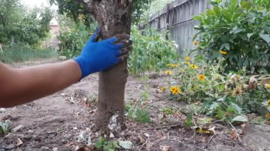 Bir ağacı kurtarmak. Ağaç kabuğundan etkilenen elma ağacının gövdesinin tedavisi. Çamurla kaplanmış demir katkılı..