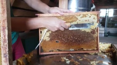 Elektrikli bıçakla bal peteğinin kapaklarını kesmek. Çerçeveyi bal pompalamaya hazırlıyorum.
