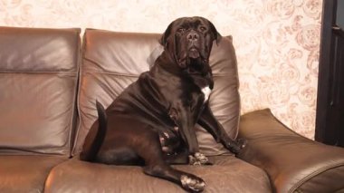 Deri koltukta oturan sevimli bir kadın Cane Corso.